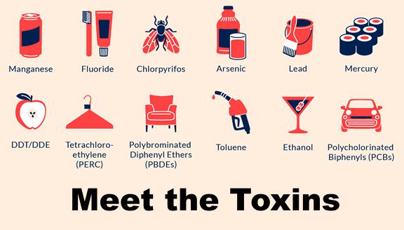 Toxins Effects In The Human Body