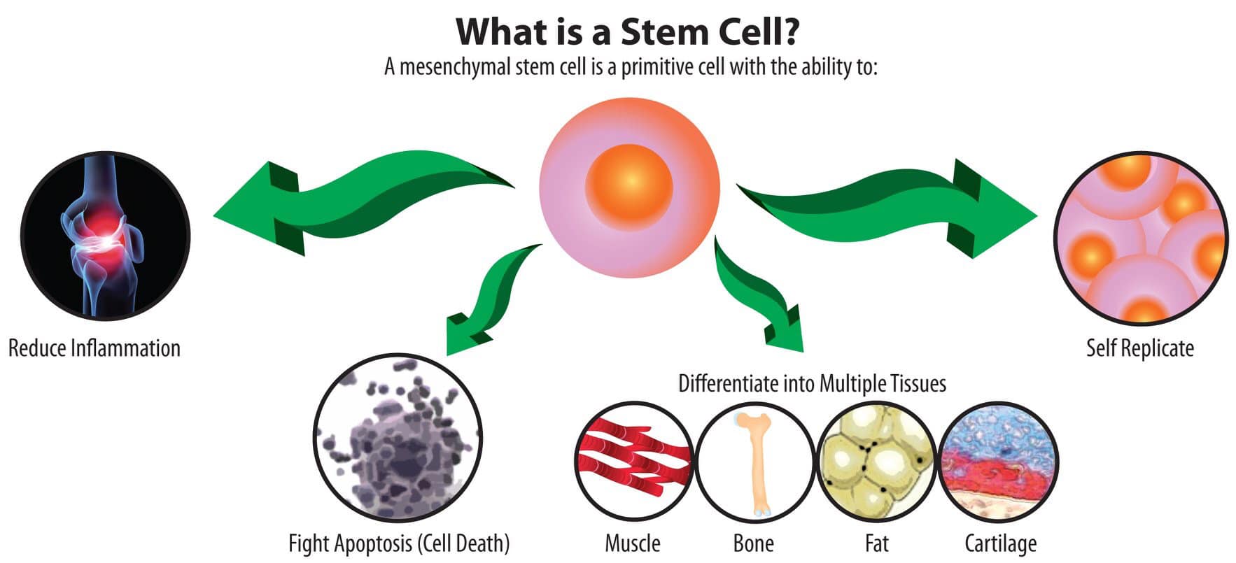 What is a stem cell